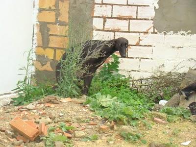 Otra galga en la calle (SEVILLA)