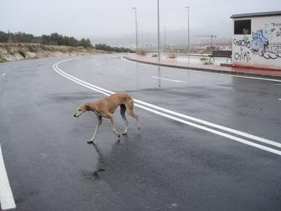 Galguita con pata rota y su compañero en la calle