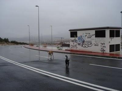 Galguita con pata rota y su compañero en la calle