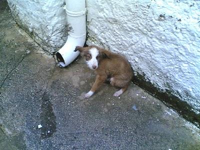 CACHORRITA DE CASI DOS MESES EN LA CALLE. VILLACARRILLO JAEN