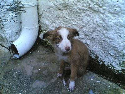 CACHORRITA DE CASI DOS MESES EN LA CALLE. VILLACARRILLO JAEN