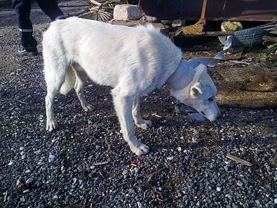 Yago husky caido en acequia seca en la perrera de Alicante.