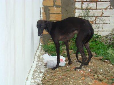 Otra galga en la calle (SEVILLA)