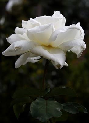 FIJA TU ATENCIÓN EN TI