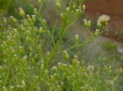 Hierbas resistentes glifosato (ejemplo conyza spp)