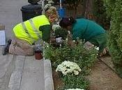 crisantemo: ¿planta vida muerte?