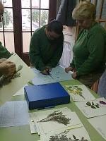 REALIZAR UN HERBARIO