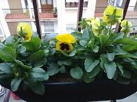 PETUNIAS Y PENSAMIENTOS (ALTERNANCIA PE-PEN)