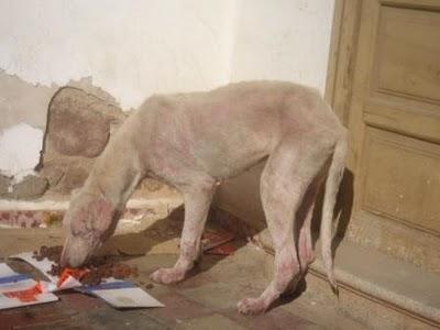 PERRITA ABANDONADA EN MUY MAL ESTADO. MUY URGENTE!!!