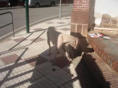 PERRITA ABANDONADA EN MUY MAL ESTADO. MUY URGENTE!!!