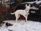 Babe, podenco, albino sordo... dificil todavía