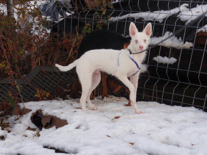 Babe, podenco, albino y sordo... el más dificil todavía