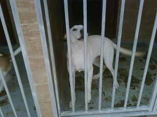 URGENTISIMO, perrera de ORIHUELA!!!!!! KARIN, ha crecido en la perrera y ahora peligra su vida...........