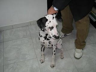 NALA, PRECIOSA CACHORRA DALMATA DE 5 MESES SORDA, EN ADOPCIÓN (MADRID)