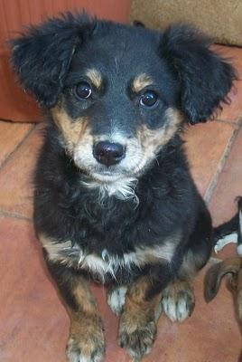 Didi, cachorrita abandonada en un huerto (Murcia)