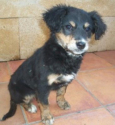 Didi, cachorrita abandonada en un huerto (Murcia)