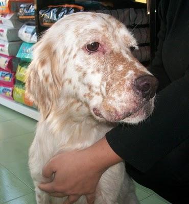 Jade una setter muy especial (Murcia)