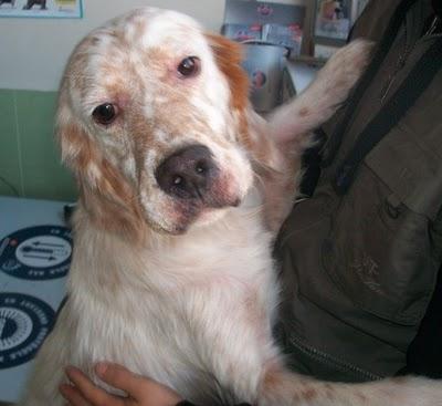Jade una setter muy especial (Murcia)