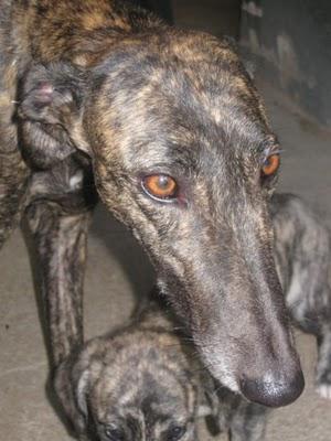 Ayuda para SUSI, la mamá de Olivenza, Madrid