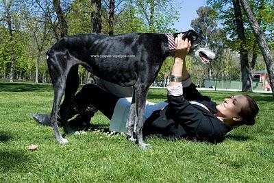 SONIA CASTELO - Galgos SONIA CASTELO - Galgos