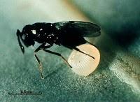 Parásitos en la Naturaleza: Evidencia de la Evolución