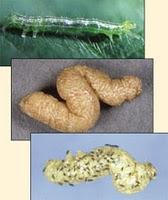 Parásitos en la Naturaleza: Evidencia de la Evolución