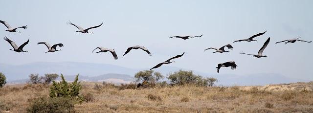 GRULLAS-GRUS-CRANE