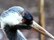 Grullas-grus-crane