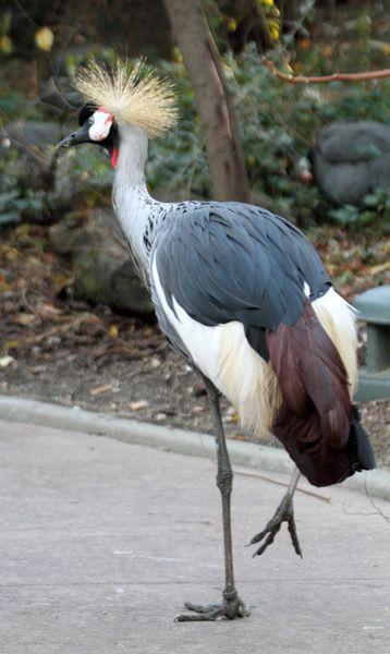 GRULLAS-GRUS-CRANE