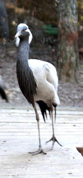 GRULLAS-GRUS-CRANE