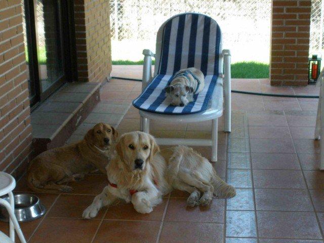 Historias de adoptados . Val