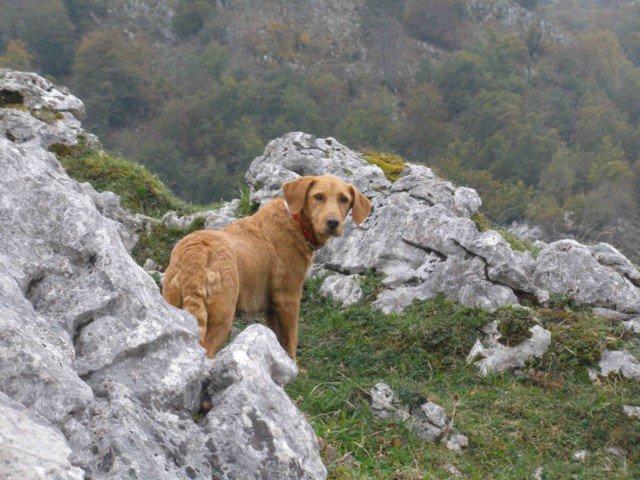 Historias de adoptados . Val