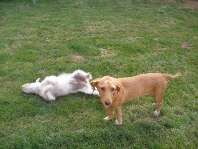 Historias de adoptados . Val