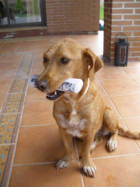 Historias de adoptados . Val