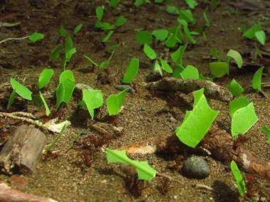 Nuevos algoritmos inspirados en... ¡las hormigas!