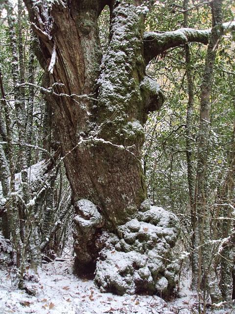 Serra de Ancares: Val do ortigal