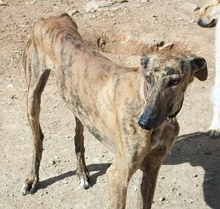 Cuencanimal necesita acogida para Juaneca,un galgo,es urgente...hasta finales de Enero