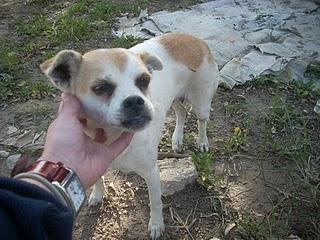 BASI CORRE SIN RUMBO POR LAS CALLES DE ALCAUDETE, BUSCANDO A SUS DUEÑOS QUE LA ACABAN DE ABANDONAR. (JAÉN)