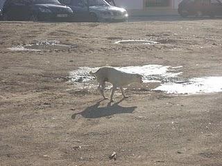BASI CORRE SIN RUMBO POR LAS CALLES DE ALCAUDETE, BUSCANDO A SUS DUEÑOS QUE LA ACABAN DE ABANDONAR. (JAÉN)