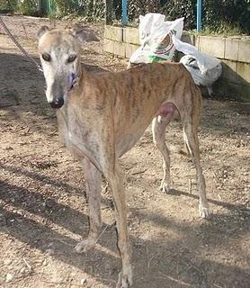 DARKO, GALGO MALTRATADO URGENTE EN JAEN