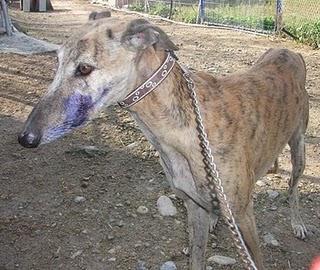 DARKO, GALGO MALTRATADO URGENTE EN JAEN