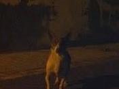 Este pequeño está calle, juega vida contínuamente aterrado