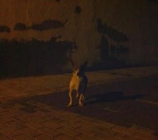 Este pequeño está en la calle, se juega la vida contínuamente y está aterrado !!!