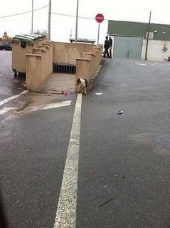 Este pequeño está en la calle, se juega la vida contínuamente y está aterrado !!!