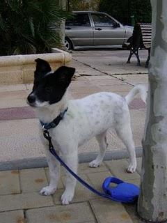 Lola preciosa cachorra abandonada en un portal en Zaragoza.