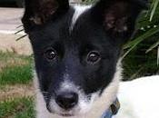 Lola preciosa cachorra abandonada portal Zaragoza.