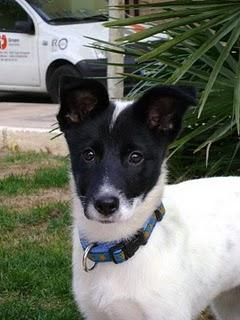 Lola preciosa cachorra abandonada en un portal en Zaragoza.