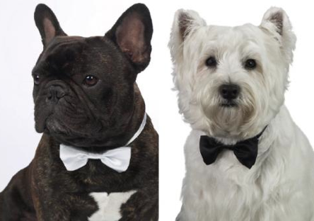 Navidades con Pajarita