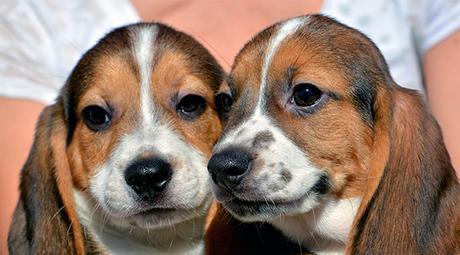 Nacen los primeros perros por fecundación in Vitro