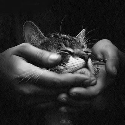 DIA INTERNACIONAL DE LOS DERECHOS DE LOS ANIMALES